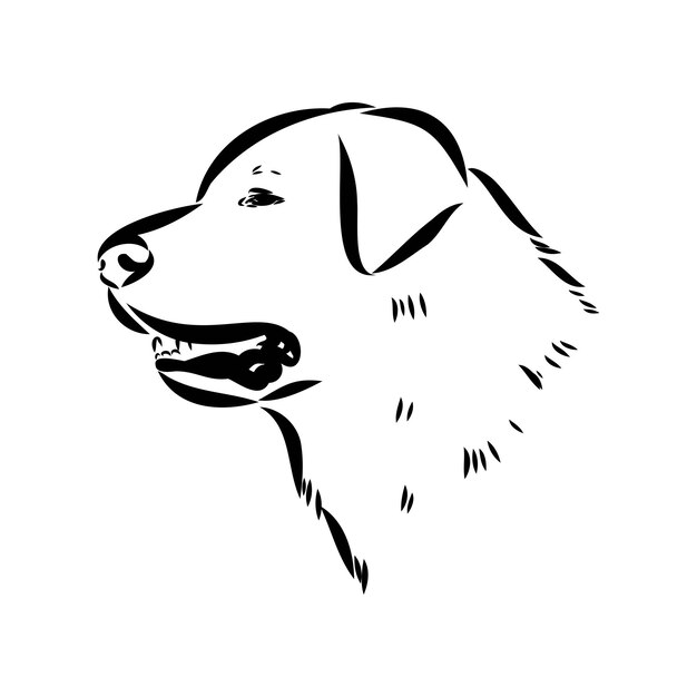 Vector dibujo a mano del perro akbash ilustración vectorial aislada en fondo blanco esbozo vectorial del perro akgash