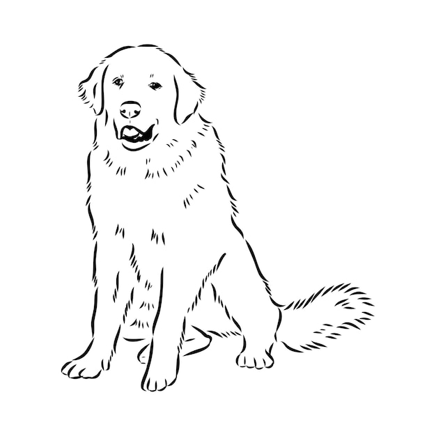 Dibujo a mano del perro Akbash Ilustración vectorial aislada en fondo blanco Esbozo vectorial del perro Akgash