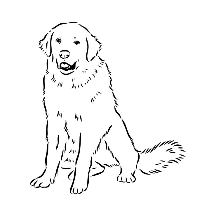 Vector dibujo a mano del perro akbash ilustración vectorial aislada en fondo blanco esbozo vectorial del perro akgash
