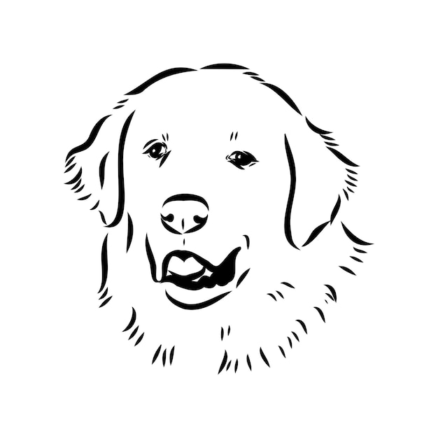 Dibujo a mano del perro Akbash Ilustración vectorial aislada en fondo blanco Esbozo vectorial del perro Akgash