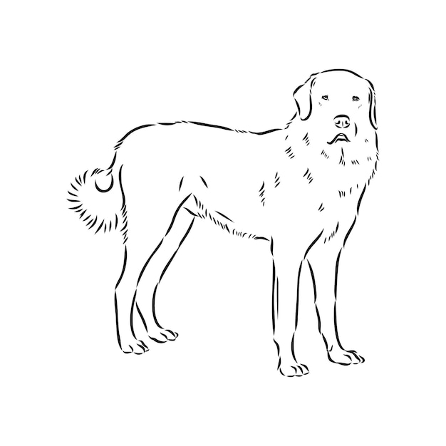 Dibujo a mano del perro Akbash Ilustración vectorial aislada en fondo blanco Esbozo vectorial del perro Akgash