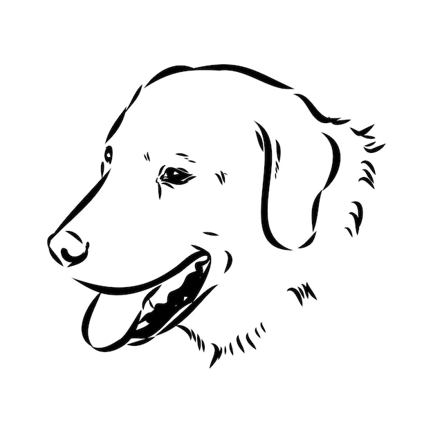 Dibujo a mano del perro Akbash Ilustración vectorial aislada en fondo blanco Esbozo vectorial del perro Akgash