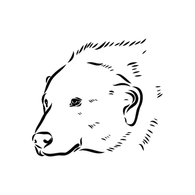 Dibujo a mano del perro Akbash Ilustración vectorial aislada sobre un fondo blanco Esbozo vectorial del perro akbash