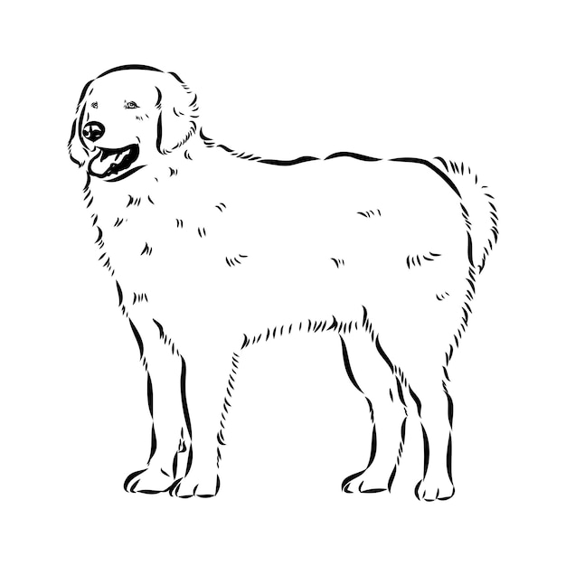 Vector dibujo a mano del perro akbash ilustración vectorial aislada sobre un fondo blanco esbozo vectorial del perro akbash