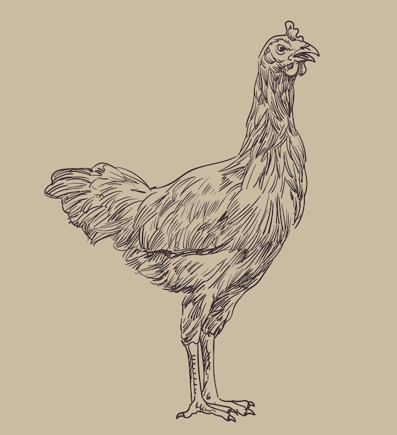 dibujo a mano pollos surtidos ilustración vectorial imágenes prediseñadas