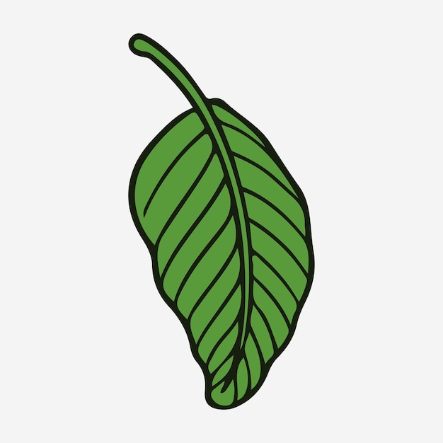 Dibujo A Mano Vector Ilustración Hoja Tropical