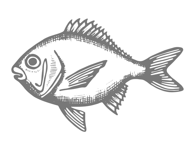 Dibujo de mano de vector de peces de mar aislado