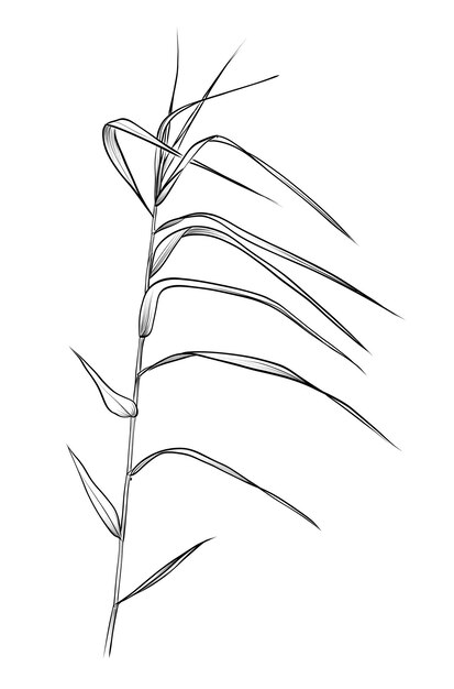 Dibujo a mano de un vector de planta de escirpo