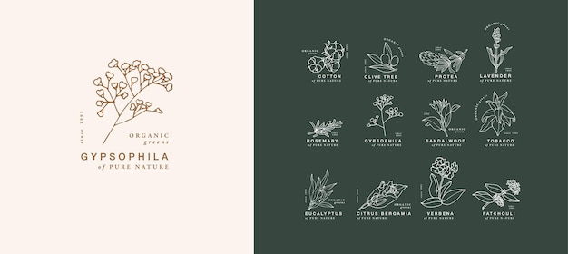 Dibujo a mano vectorial conjunto lineal de iconos botánicos y emblemas Diseño de logotipos con tipografía