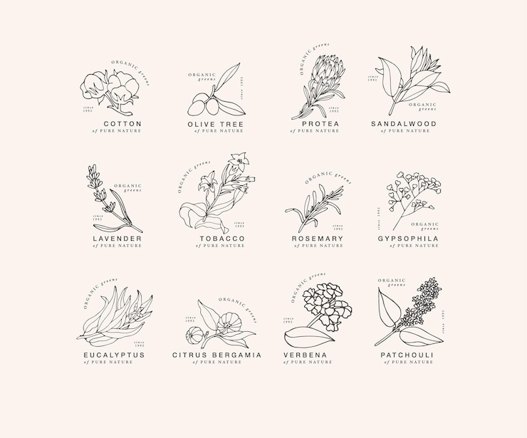 Dibujo a mano vectorial conjunto lineal de iconos y emblemas botánicos Diseño de logotipos con tipografía para aceites esenciales Productos cosméticos naturales