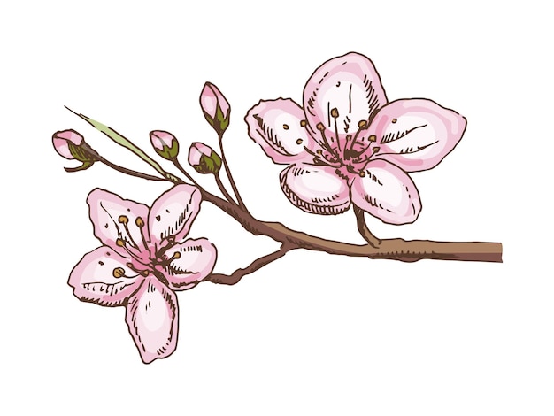 Dibujo a mano vintage coloreado y boceto en negro de flores de sakura en estilo tinta