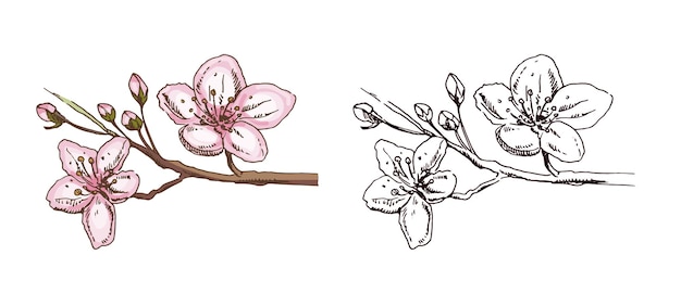 Dibujo a mano vintage coloreado y boceto en negro de flores de sakura en estilo tinta