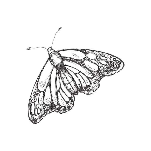 Dibujo de mariposa dibujado a mano Doodle de insecto monocromo Elemento vintage en blanco y negro Dibujo vectorial Estilo retro detallado