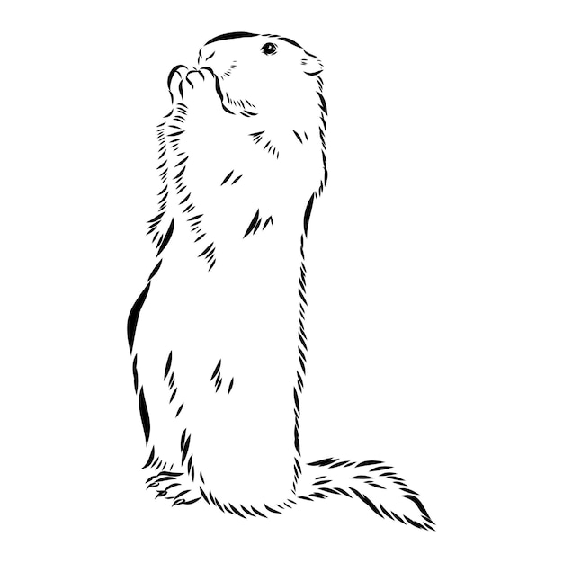 Dibujo de marmota gráficos vectoriales cabeza de figura monocromática en blanco y negro