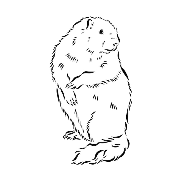 Dibujo de marmota gráficos vectoriales cabeza de figura monocromática en blanco y negro