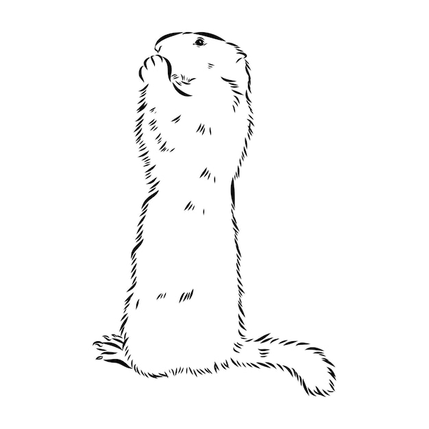 Dibujo de marmota gráficos vectoriales cabeza de figura monocromática en blanco y negro