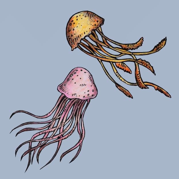 un dibujo de una medusa con una concha púrpura