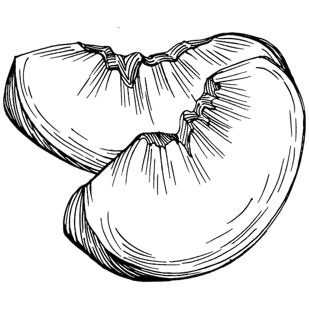 Dibujo de melocotón aislado. Fruta dibujada a mano.