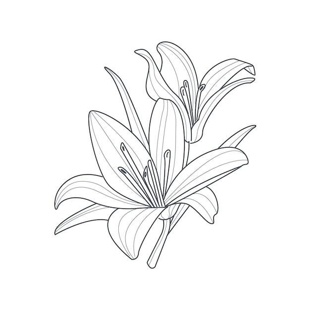 Vector dibujo monocromo de flor de dos lirios para colorear libro