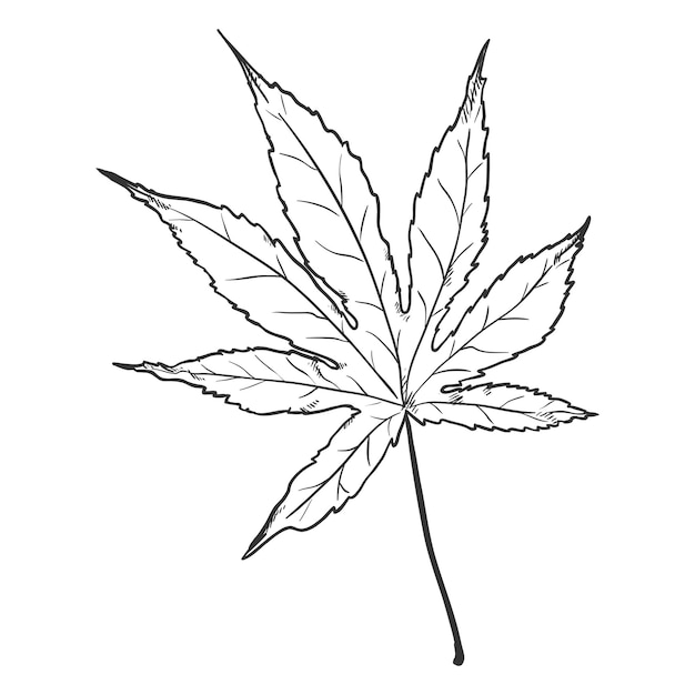 Dibujo negro vectorial Ilustración Hoja de arce japonés