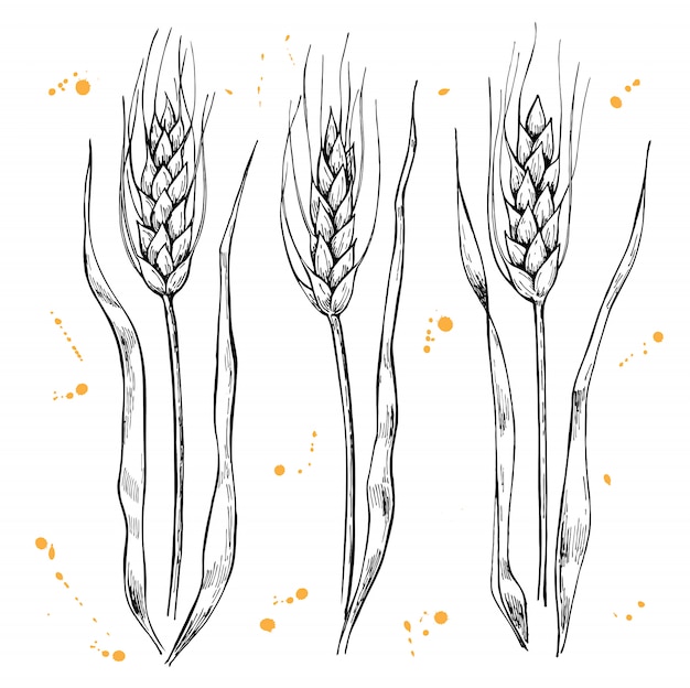 Vector dibujo de orejas de trigo