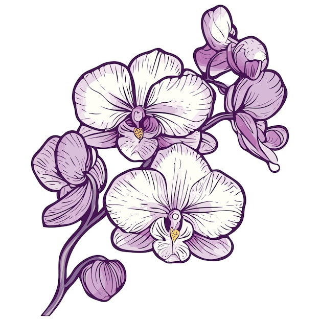 un dibujo de orquídeas púrpuras con un pico amarillo