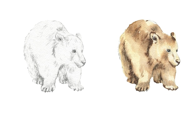 Vector dibujo de un oso marrón dibujado con lápiz y acuarela