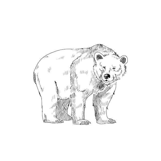 Un dibujo de un oso.