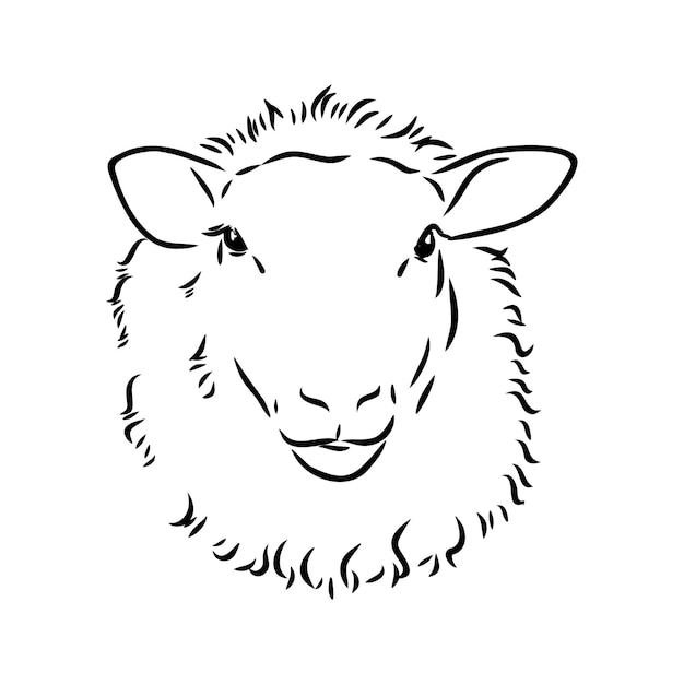 Dibujo de oveja estilo dibujado a mano ilustración de hermoso animal blanco y negro