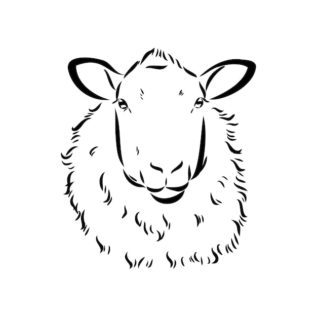 Dibujo de oveja estilo dibujado a mano ilustración de hermoso animal blanco y negro