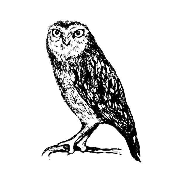 dibujo de pájaro búho boceto vida silvestre animal naturaleza obra de arte ilustración tinta negra y blanca dibujado a mano