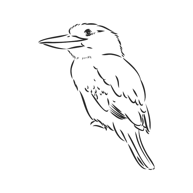 Dibujo de pájaro kookaburra negro contorneado ilustración de dibujo vectorial kookaburra