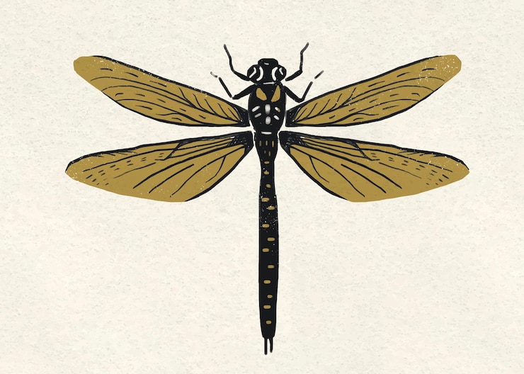 Vector dibujo de patrón de plantilla de libélula vintage