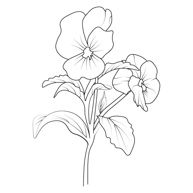 dibujo de pensamiento realista dibujo de flor de pensamiento el contorno ilustración de flor botánica arte floral