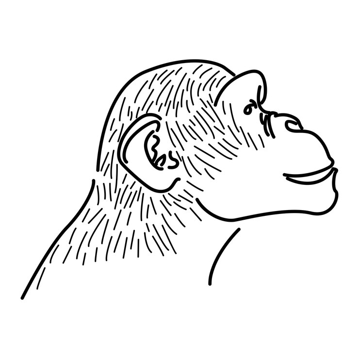 Vector dibujo de perfil de un chimpancé