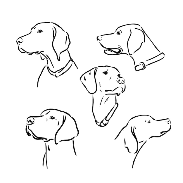 Dibujo de perro de caza puntero contorno ilustración vectorial dibujo de vector de perro puntero