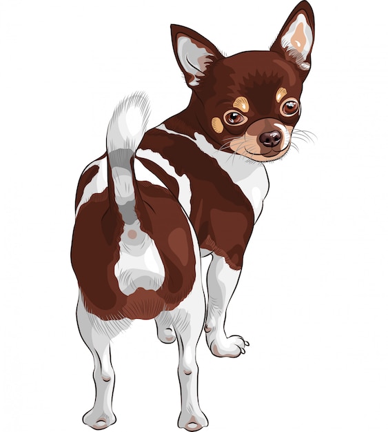 Vector dibujo perro chihuahua raza sonriendo