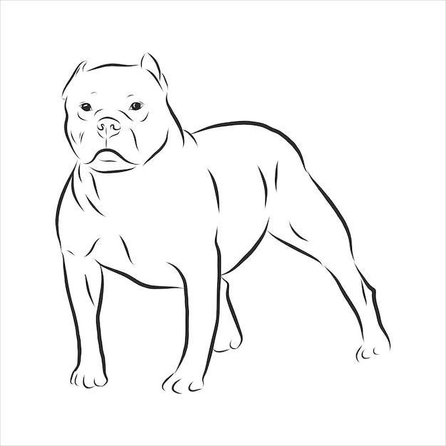 Dibujo de perro pitbull aislado sobre fondo blanco.