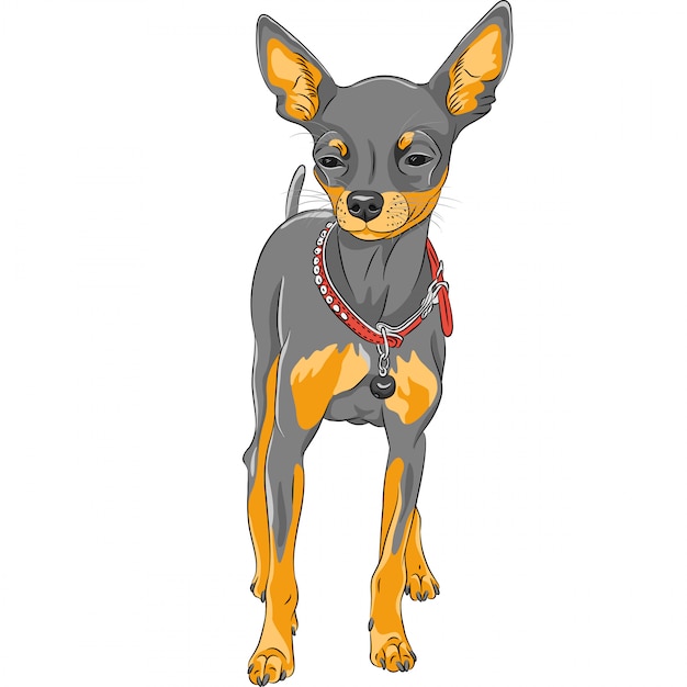 Vector dibujo perro raza chihuahua