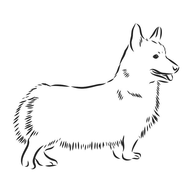 Dibujo de perro welsh corgi, ilustración vectorial de contorno