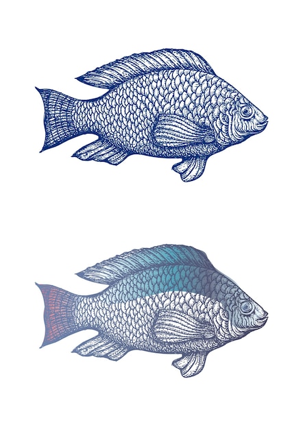 Vector dibujo pescado