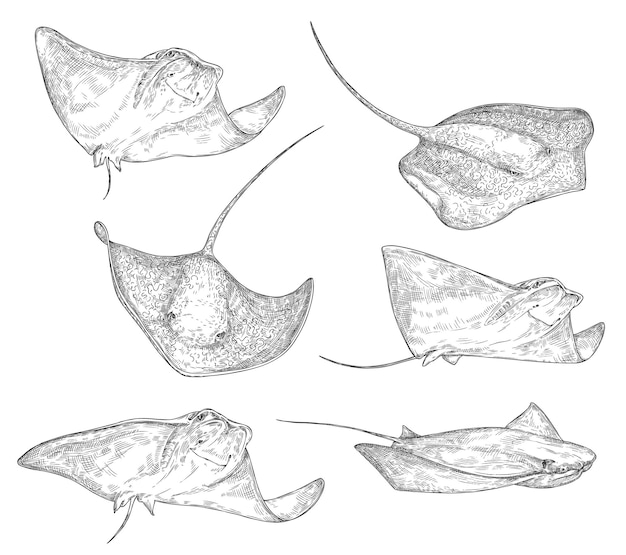 Vector dibujo de pez mantarraya en estilo dibujado a mano