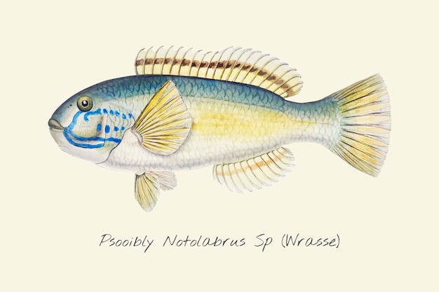 Dibujo de un pez Wrasse
