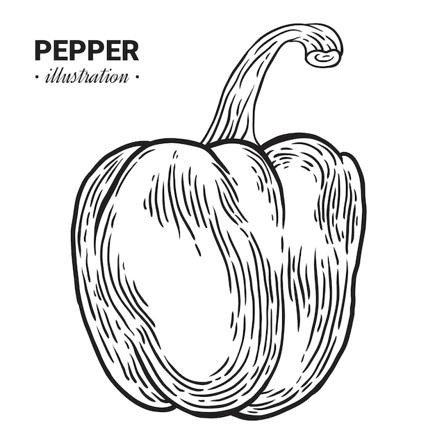 un dibujo de un pimienta que es blanco y negro