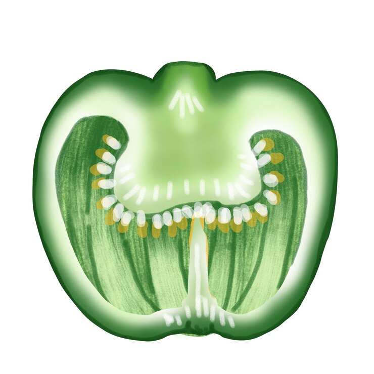 Vector dibujo de pimiento verde