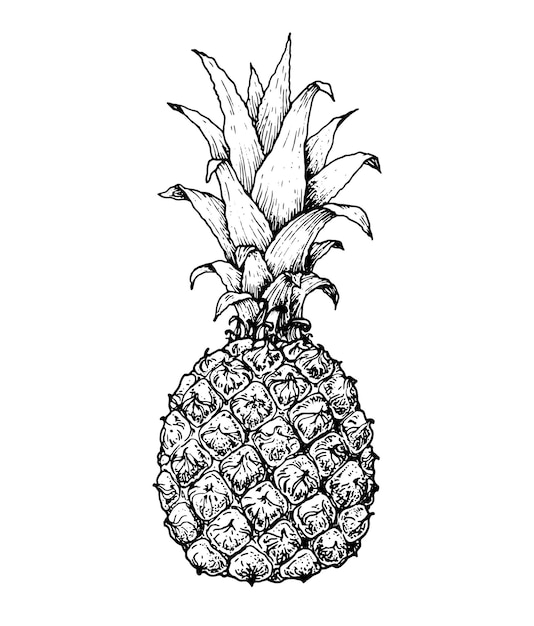 Dibujo de piña ilustración vectorial Piña dibujada a mano Fruta tropical