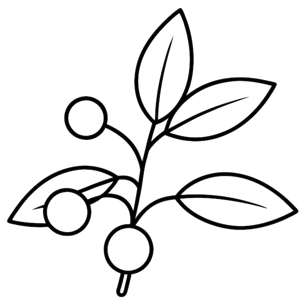un dibujo de una planta con aceitunas en ella
