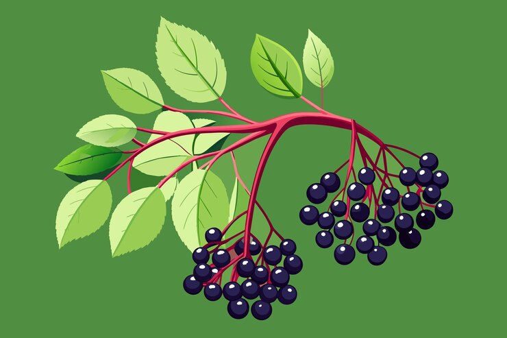 Vector un dibujo de una planta con bayas en ella