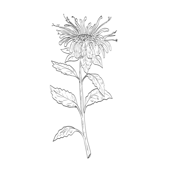Dibujo de la planta de bergamota o beebalm carmesí de Monarda Didyma
