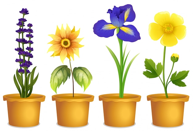 Dibujo planta clipart floración camino